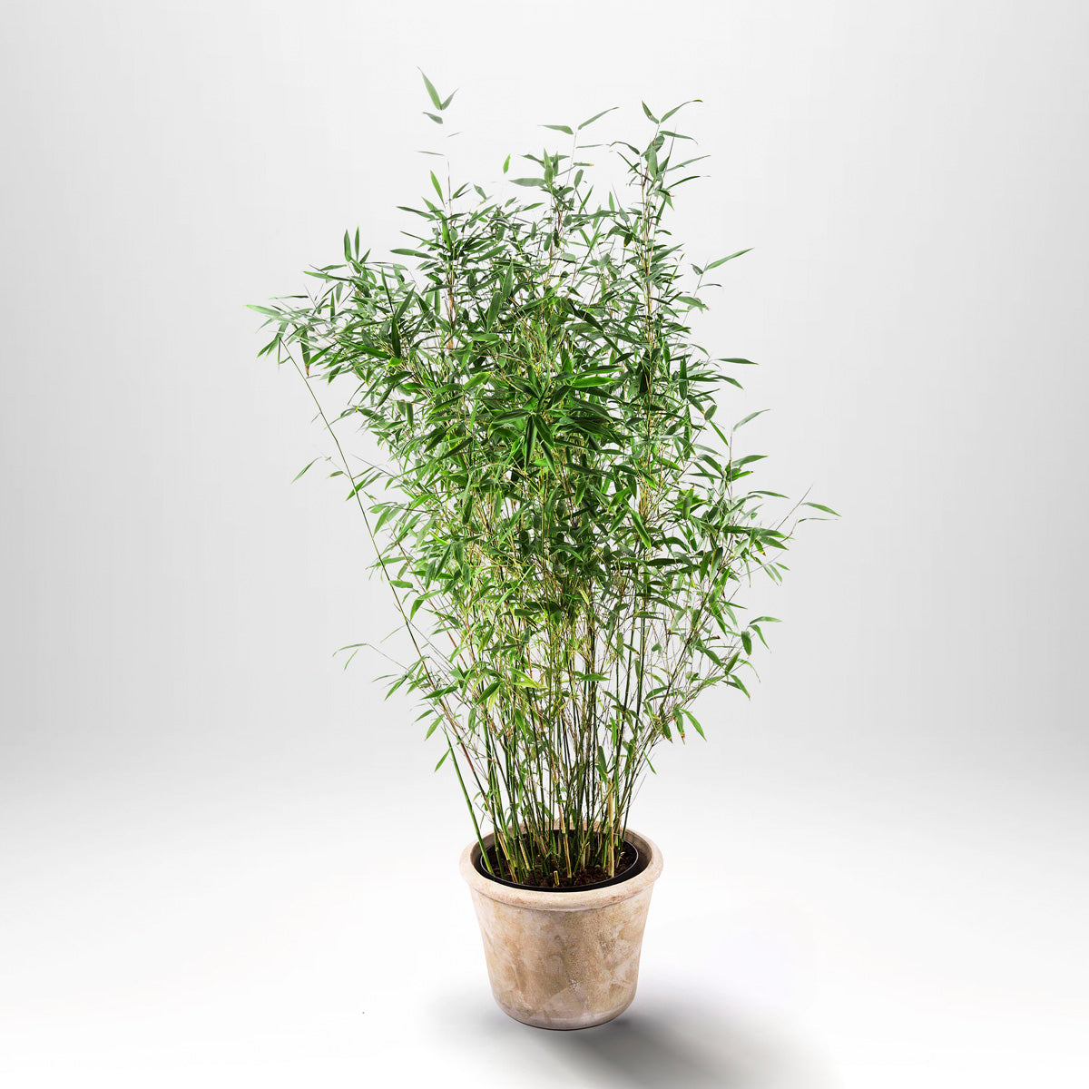 Bergsbambu - Fargesia Tiny, Potted